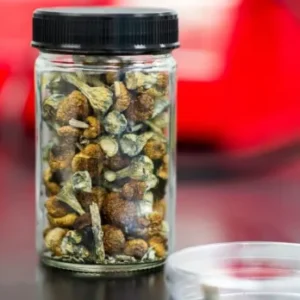 Home Dried Magic Mushrooms - Mycrochips Chocolate