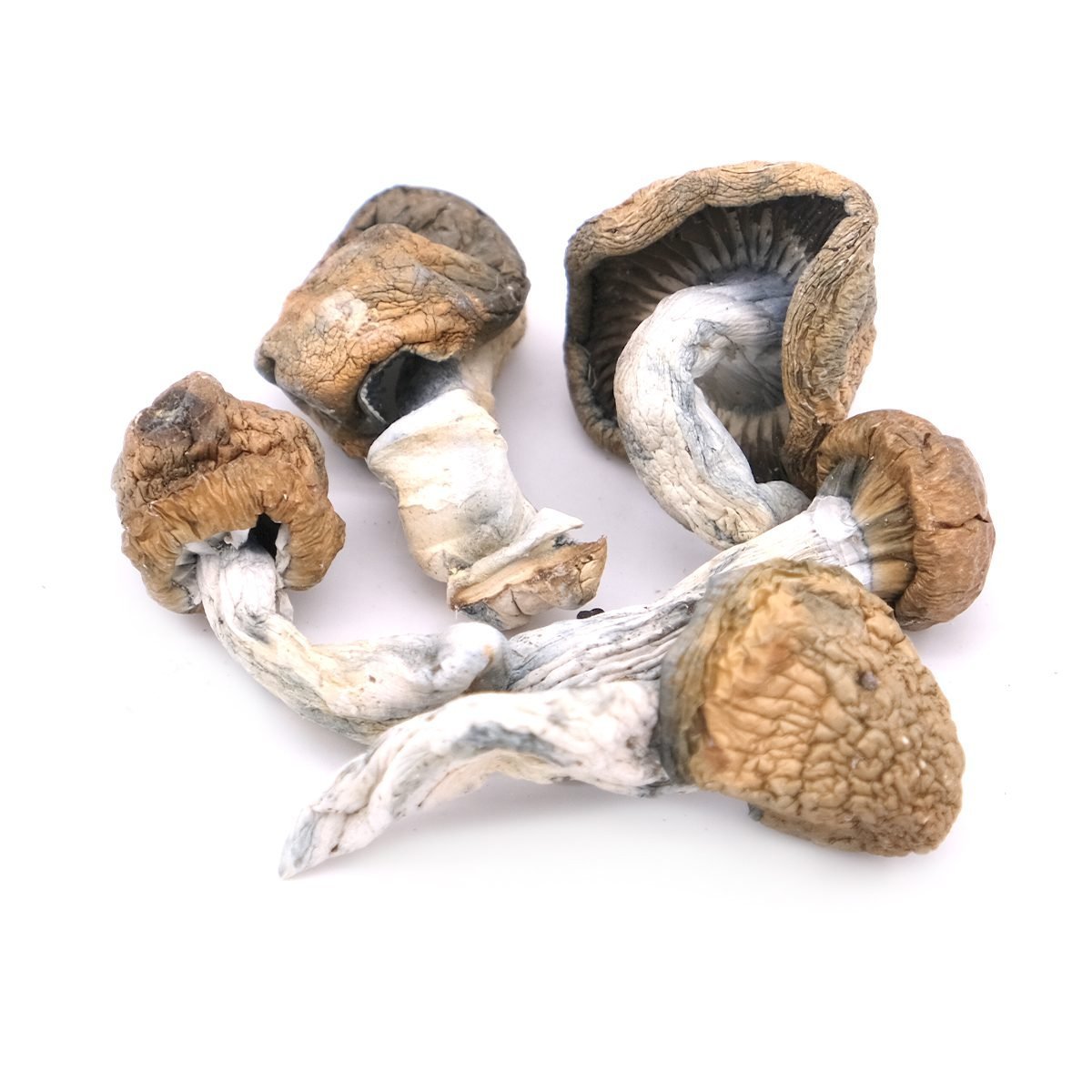 Blue Meanie Magic Mushrooms - Mycrochips Chocolates | Premium Magic Gummies | Magic Mushroom Chocolate Blue Meanie Magic Mushrooms - Mycrochips Chocolates | Premium Magic Gummies | Magic Mushroom Chocolate