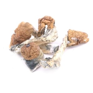 Home Cambodian Magic Mushrooms - Mycrochips Chocolates | Premium Magic Gummies | Magic Mushroom Chocolate