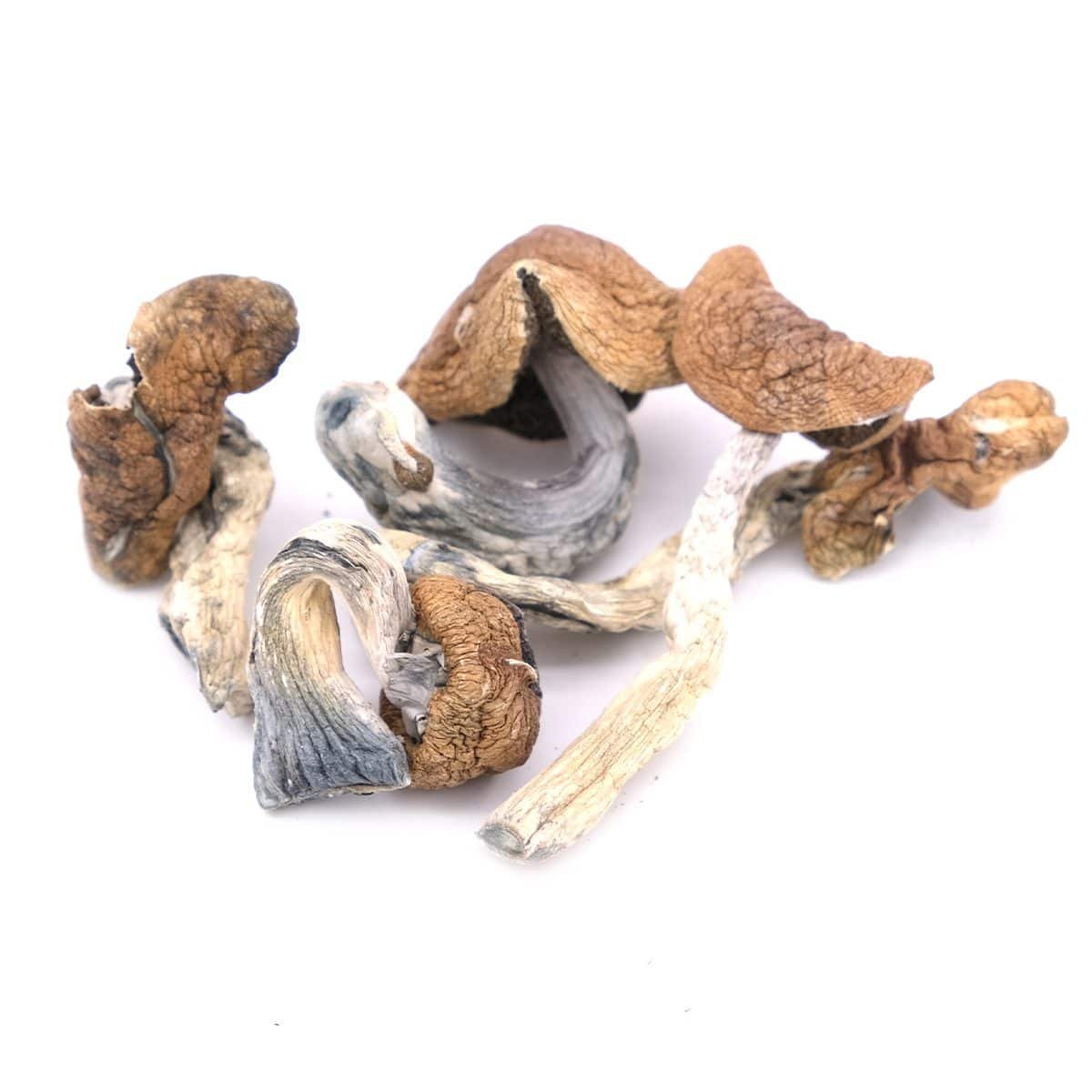 Golden Teacher Magic Mushrooms - Mycrochips Chocolates | Premium Magic Gummies | Magic Mushroom Chocolate Golden Teacher Magic Mushrooms - Mycrochips Chocolates | Premium Magic Gummies | Magic Mushroom Chocolate