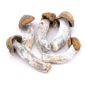 Penis Envy Magic Mushrooms - Mycrochips Chocolates | Premium Magic Gummies | Magic Mushroom Chocolate