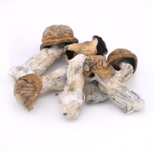 Tidal Wave Magic Mushrooms - Mycrochips Chocolates | Premium Magic Gummies | Magic Mushroom Chocolate